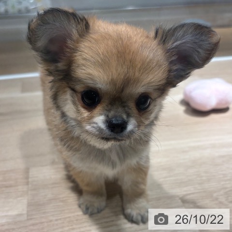 兵庫県のチワワ(ロング) (ペットプラス 神戸三宮店/2026年8月19日生まれ/男の子/レッドホワイト)の子犬の4枚目の画像