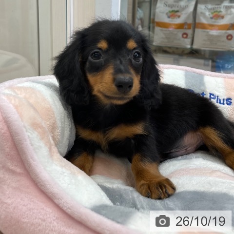大阪府のミニチュアダックスフンド(ロング) (ペットプラス ららぽーと和泉店/2026年8月19日生まれ/男の子/ブラックタン)の子犬の4枚目の画像