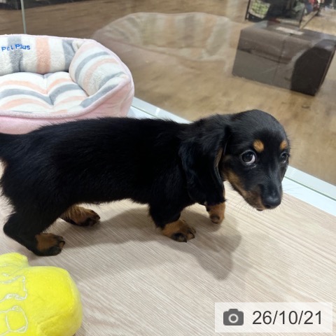 大阪府のミニチュアダックスフンド(ロング) (ペットプラス 堺鉄砲町店/2026年8月17日生まれ/男の子/ブラックタン)の子犬の3枚目の画像