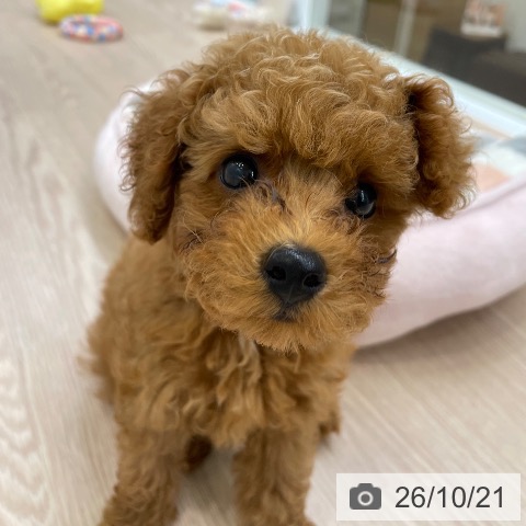 大阪府のトイプードル(トイ) (ペットプラス ららぽーと和泉店/2026年8月17日生まれ/男の子/レッドフォーン)の子犬の3枚目の画像