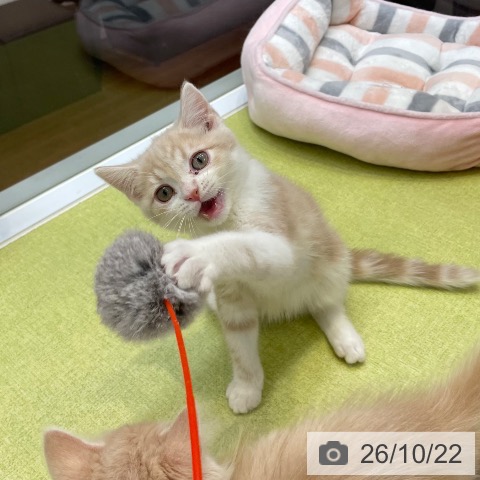 大阪府のスコティッシュフォールド (ペットプラス ららぽーと和泉店/2026年8月11日生まれ/男の子/クリームタビーホワイト)の子猫の4枚目の画像