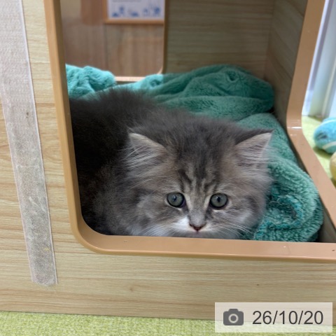 京都府のブリティッシュショートヘアー (ペットプラス 京都桂川店/2026年8月19日生まれ/男の子/ブルータビーホワイト)の子猫の4枚目の画像