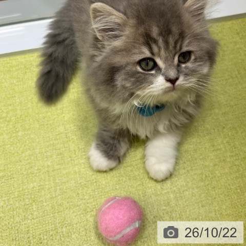 京都府のブリティッシュショートヘアー (ペットプラス 京都桂川店/2026年8月19日生まれ/男の子/ブルータビーホワイト)の子猫の3枚目の画像