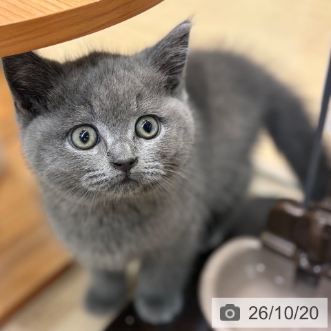ブリティッシュショートヘアの写真