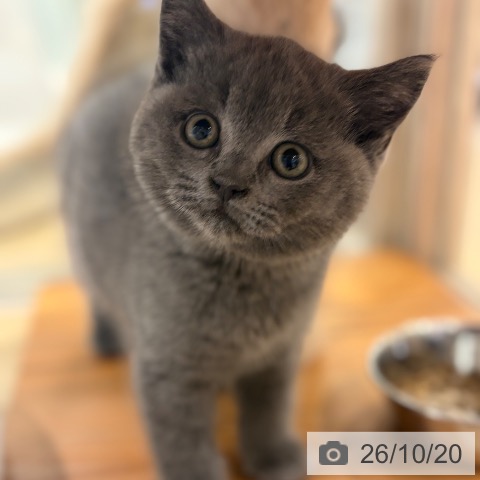 ブリティッシュショートヘアの写真