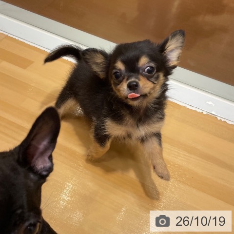 チワワの写真