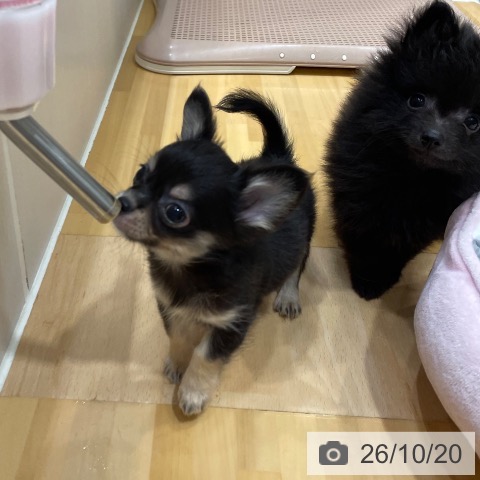 奈良県のチワワ(ロング) (ペットプラス 大和郡山店/2026年8月20日生まれ/男の子/ブラックタン)の子犬の4枚目の画像