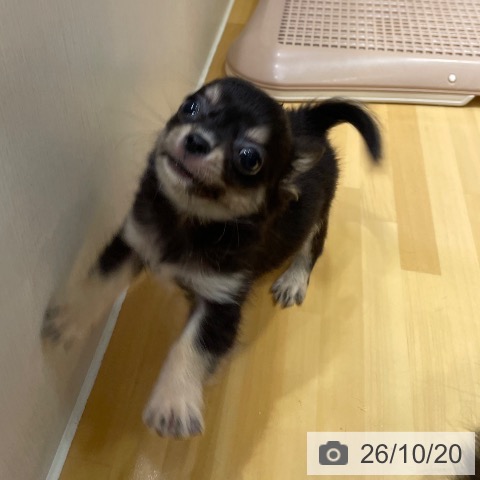 奈良県のチワワ(ロング) (ペットプラス 大和郡山店/2026年8月20日生まれ/男の子/ブラックタン)の子犬の3枚目の画像