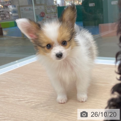 大阪府のパピヨン (ペットプラス ららぽーと和泉店/2026年8月20日生まれ/男の子/ホワイトレッド)の子犬の3枚目の画像