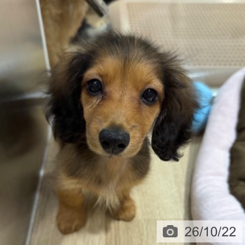 大阪府のカニンヘンダックスフンド(ロング) (ペットプラス イオン大日店/2026年8月9日生まれ/女の子/レッド)の子犬の3枚目の画像
