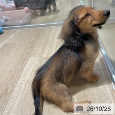 大阪府のカニンヘンダックスフンド(ロング) (ペットプラス イオン大日店/2026年8月9日生まれ/女の子/レッド)の子犬の4枚目の画像