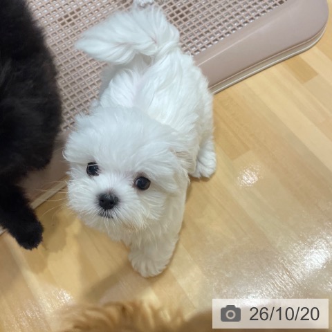 マルチーズの写真