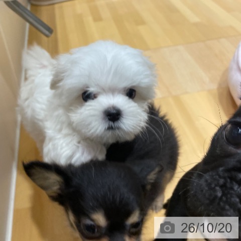 マルチーズの写真