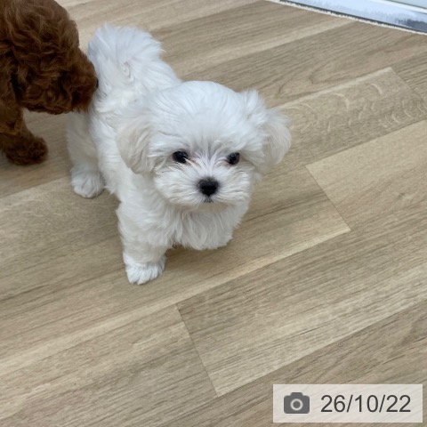京都府のマルチーズ (ペットプラス 久御山店/2026年8月20日生まれ/男の子/ホワイト)の子犬の4枚目の画像