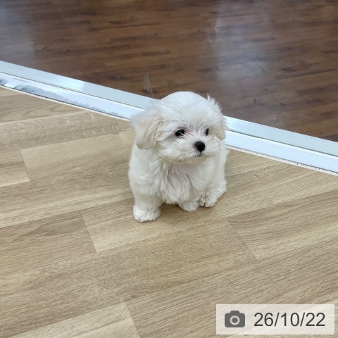 京都府のマルチーズ (ペットプラス 久御山店/2026年8月20日生まれ/男の子/ホワイト)の子犬の3枚目の画像