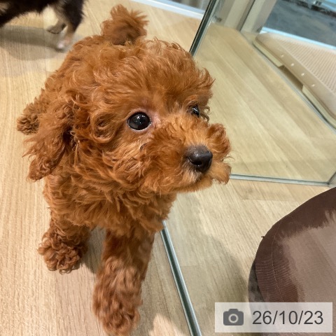 愛知県のトイプードル(トイ) (ペットプラス 岡崎店/2026年8月21日生まれ/女の子/レッド)の子犬の4枚目の画像