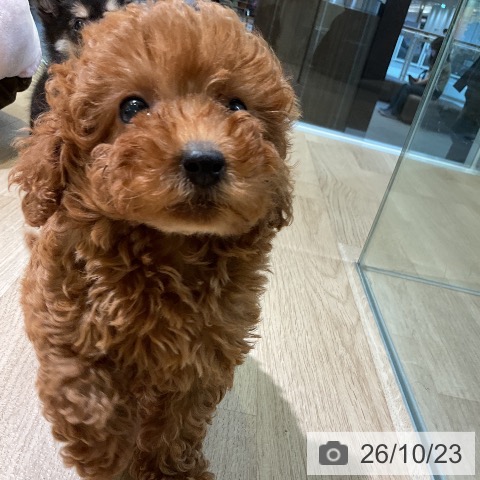 愛知県のトイプードル(トイ) (ペットプラス 岡崎店/2026年8月21日生まれ/女の子/レッド)の子犬の3枚目の画像