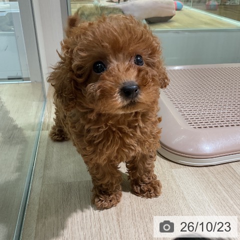 愛知県のトイプードル(トイ) (ペットプラス 岡崎店/2026年8月21日生まれ/女の子/レッド)の子犬の3枚目の画像