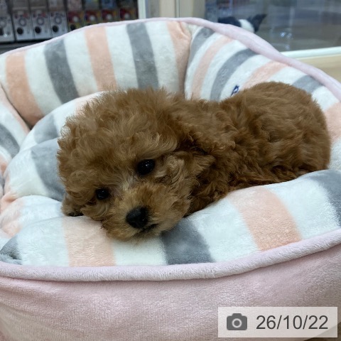 岐阜県のトイプードル(トイ) (ペットプラス 各務原店/2026年8月21日生まれ/男の子/アプリコット)の子犬の3枚目の画像