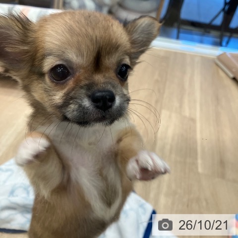 チワワの写真