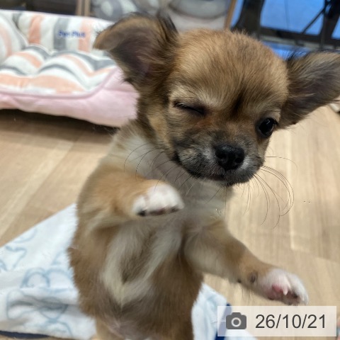 チワワの写真