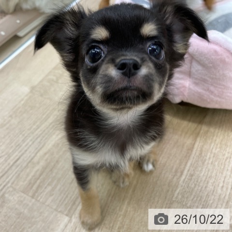 福島県のチワワ(ロング) (ペットプラス 福島店/2026年8月20日生まれ/男の子/ブラックタンホワイト)の子犬の3枚目の画像