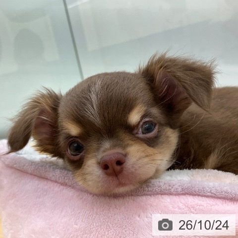 長野県のチワワ(ロング) (ペットプラス 松本店/2026年8月21日生まれ/女の子/チョコレートタン)の子犬の3枚目の画像