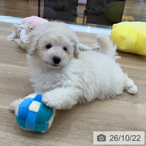 岐阜県のトイプードル(トイ) (ペットプラス 光ケ丘店/2026年8月21日生まれ/男の子/ホワイト)の子犬の4枚目の画像