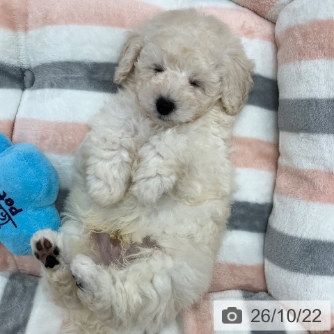 岐阜県のトイプードル(トイ) (ペットプラス 光ケ丘店/2026年8月21日生まれ/男の子/ホワイト)の子犬の3枚目の画像