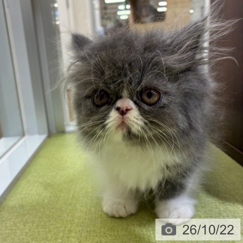 エキゾチックの写真