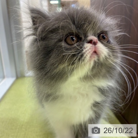 エキゾチックの写真