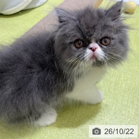 エキゾチックの写真