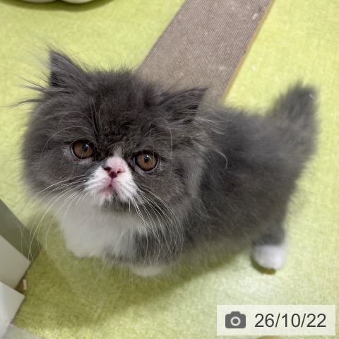 エキゾチックの写真