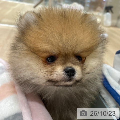 ポメラニアンの写真