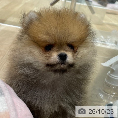 ポメラニアンの写真