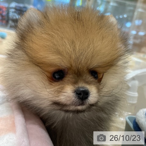ポメラニアンの写真