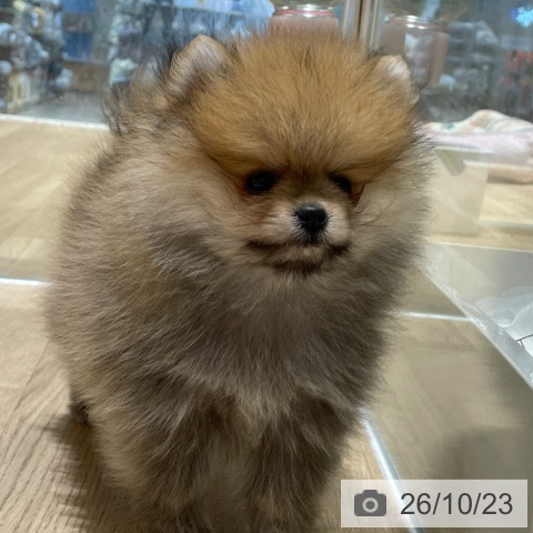 ポメラニアンの写真