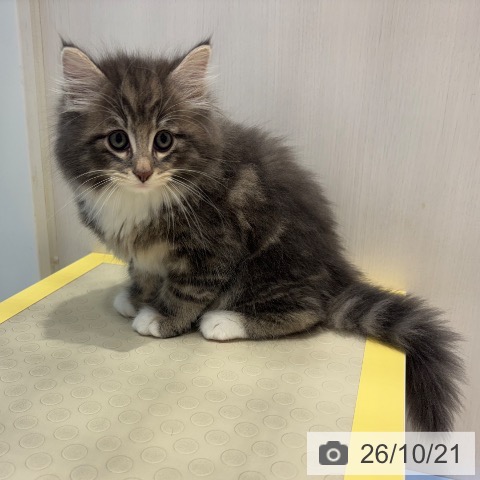 ノルウェージャンフォレストキャットの写真