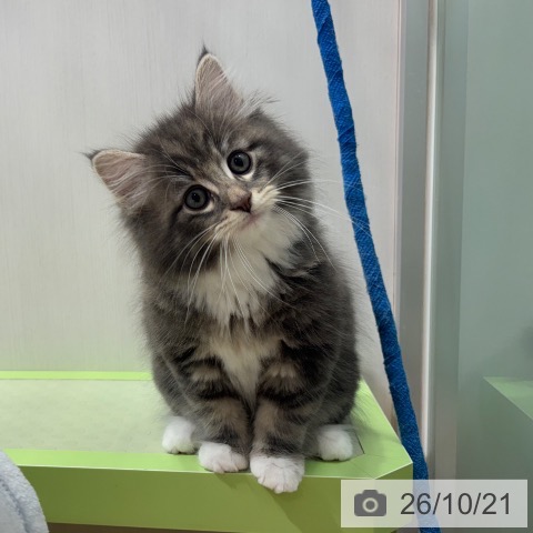 ノルウェージャンフォレストキャットの写真