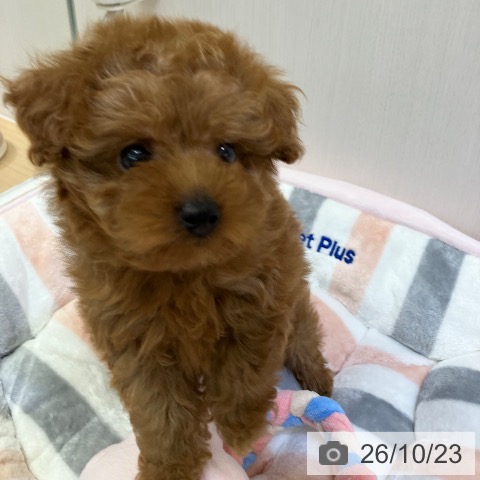 愛知県のトイプードル(トイ) (ペットプラス ナゴヤドーム前店/2026年8月10日生まれ/男の子/レッドフォーン)の子犬の3枚目の画像