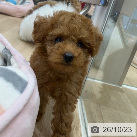岐阜県のトイプードル(トイ) (ペットプラス 各務原店/2026年8月10日生まれ/男の子/レッドフォーン)の子犬の4枚目の画像