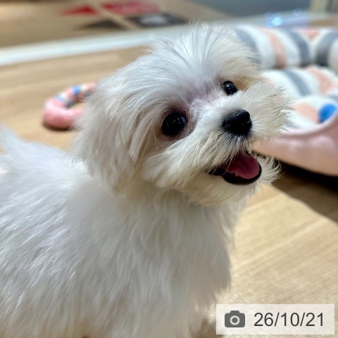 大阪府のマルチーズ (ペットプラス イオン大日店/2026年8月9日生まれ/女の子/ホワイト)の子犬の3枚目の画像