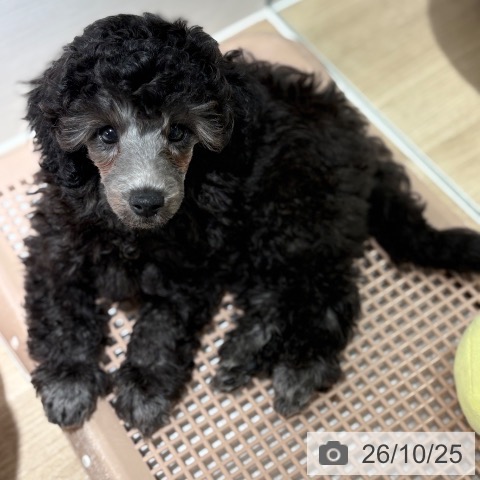 兵庫県のトイプードル(トイ) (ペットプラス 神戸三宮店/2026年8月16日生まれ/男の子/グレー)の子犬の4枚目の画像