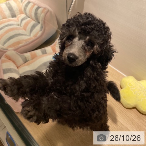 兵庫県のトイプードル(トイ) (ペットプラス 神戸三宮店/2026年8月16日生まれ/男の子/グレー)の子犬の3枚目の画像