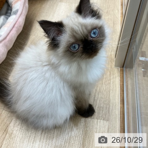 新潟県のヒマラヤン (ペットプラス 新潟亀田インター店/2026年8月1日生まれ/女の子/シールポイント)の子猫の3枚目の画像