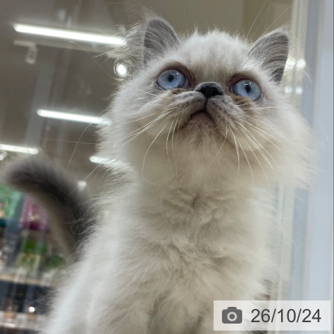 大阪府のヒマラヤン (ペットプラス 堺鉄砲町店/2026年8月10日生まれ/男の子/ブルーポイント)の子猫の4枚目の画像