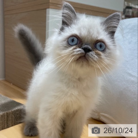 大阪府のヒマラヤン (ペットプラス 堺鉄砲町店/2026年8月10日生まれ/男の子/ブルーポイント)の子猫の3枚目の画像