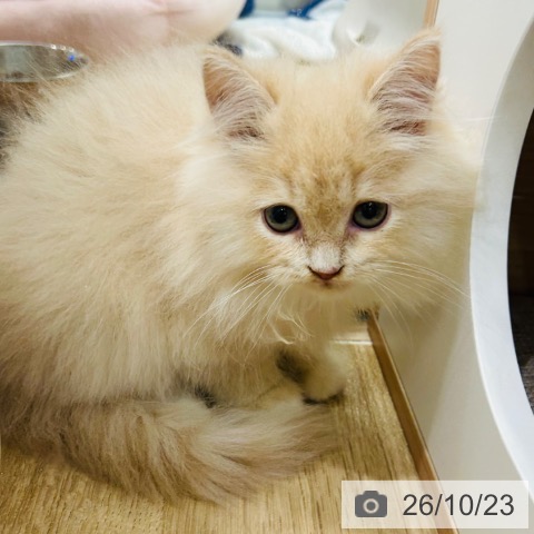 ラガマフィンの写真
