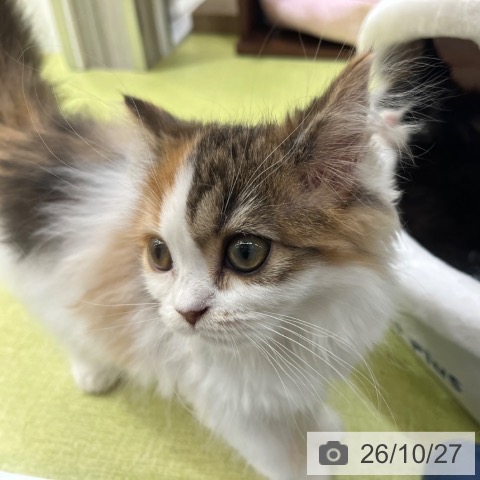 京都府のスコティッシュフォールド (ペットプラス 京都桂川店/2026年8月9日生まれ/女の子/ブラウンパッチドタビーホワイト)の子猫の4枚目の画像