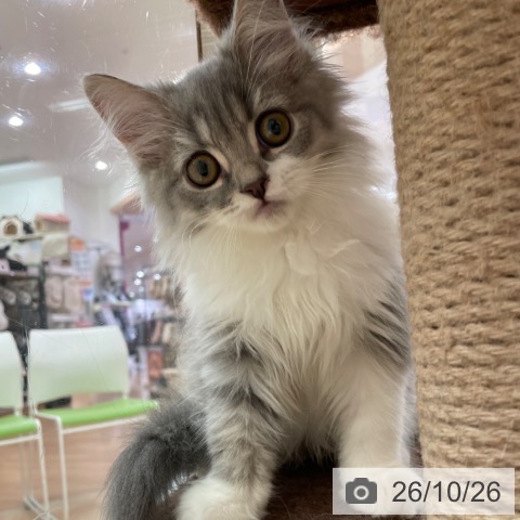 スコティッシュフォールドの写真